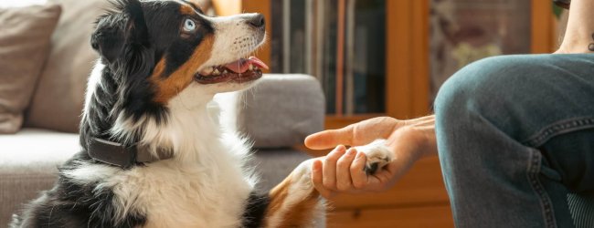 una donna tiene la zampa del suo cane, che indossa un GPS