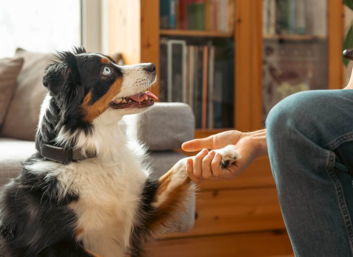 indoor dog wearing black GPS dog tracker with paw in his human's hand