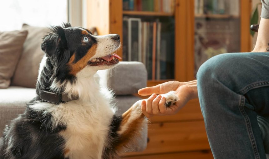 indoor dog wearing black GPS dog tracker with paw in his human's hand