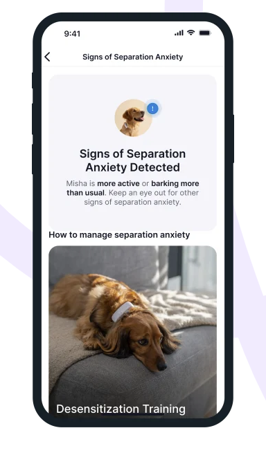 Données sur l'anxiété de séparation d'un chien sur l'application mobile Tractive