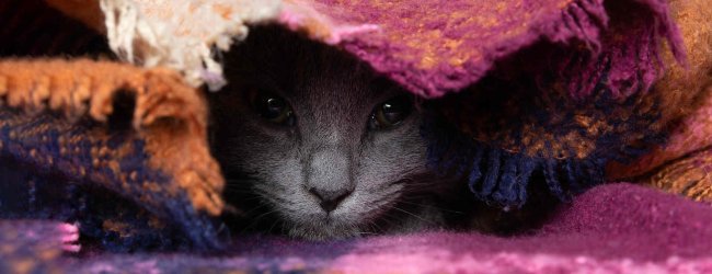 A sick cat hiding under a blanket