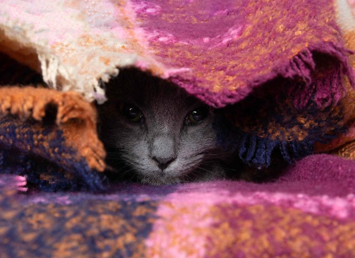 A sick cat hiding under a blanket