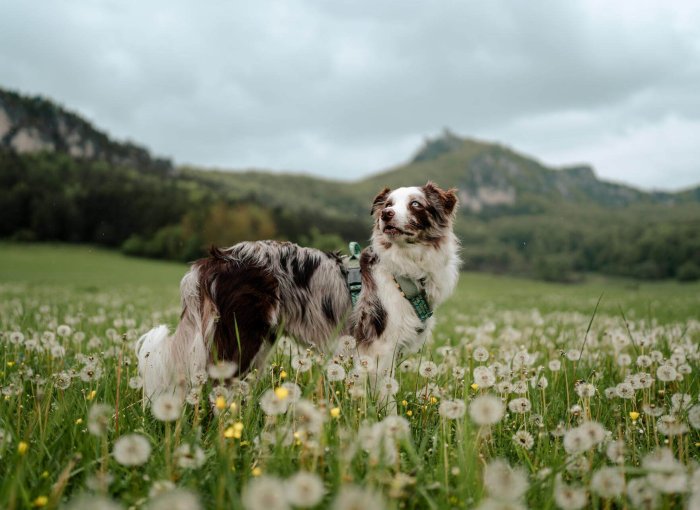 A beautiful dog standing outside in a field of dandelions