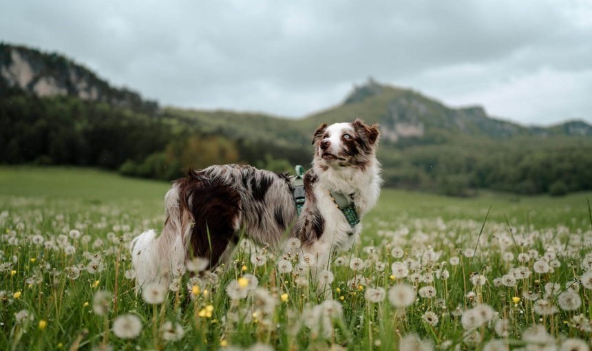 A beautiful dog standing outside in a field of dandelions