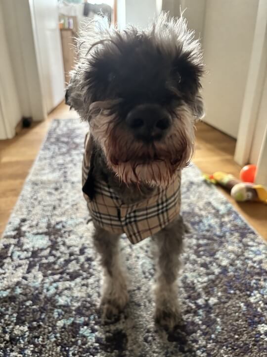 senior dog standing in hallway