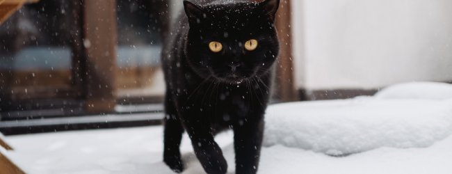 Schwarze Katze spaziert durch den Schnee