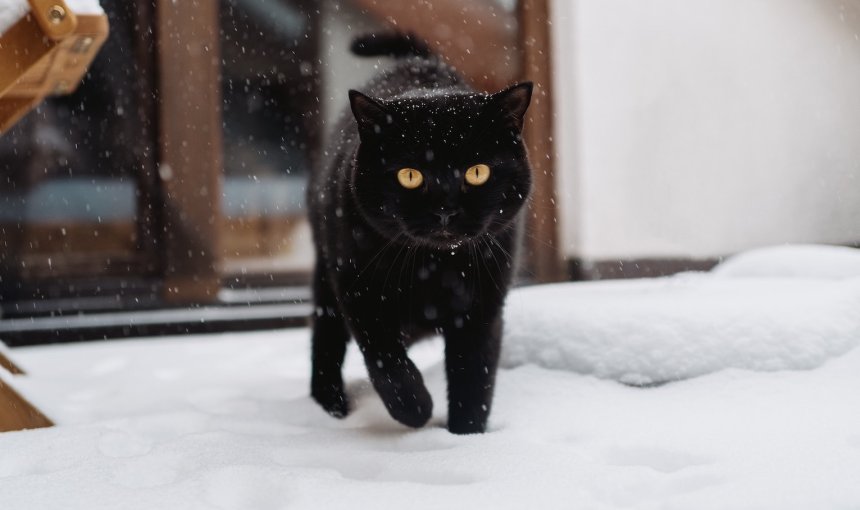 Schwarze Katze spaziert durch den Schnee