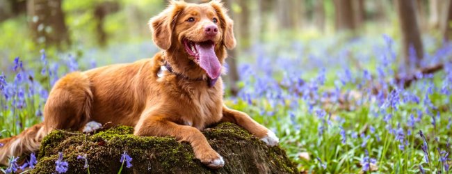 brown dog sitting on a stump in the forest surrounded by flowers