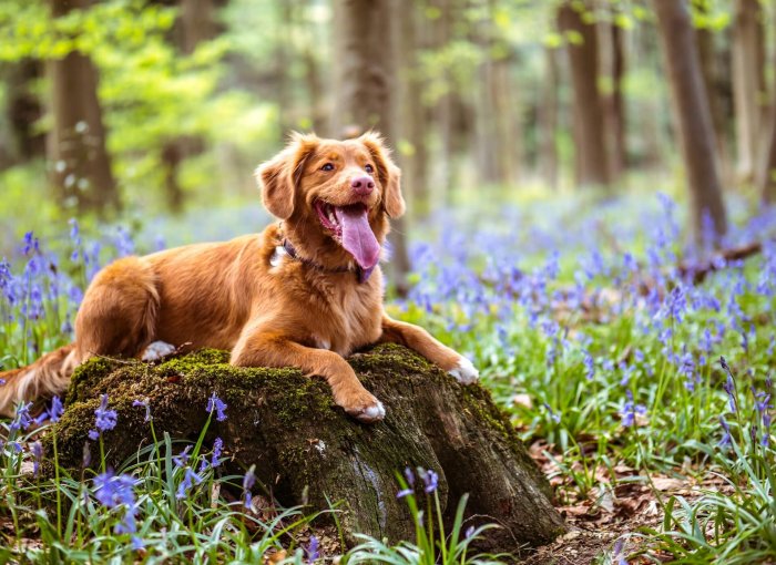 brown dog sitting on a stump in the forest surrounded by flowers