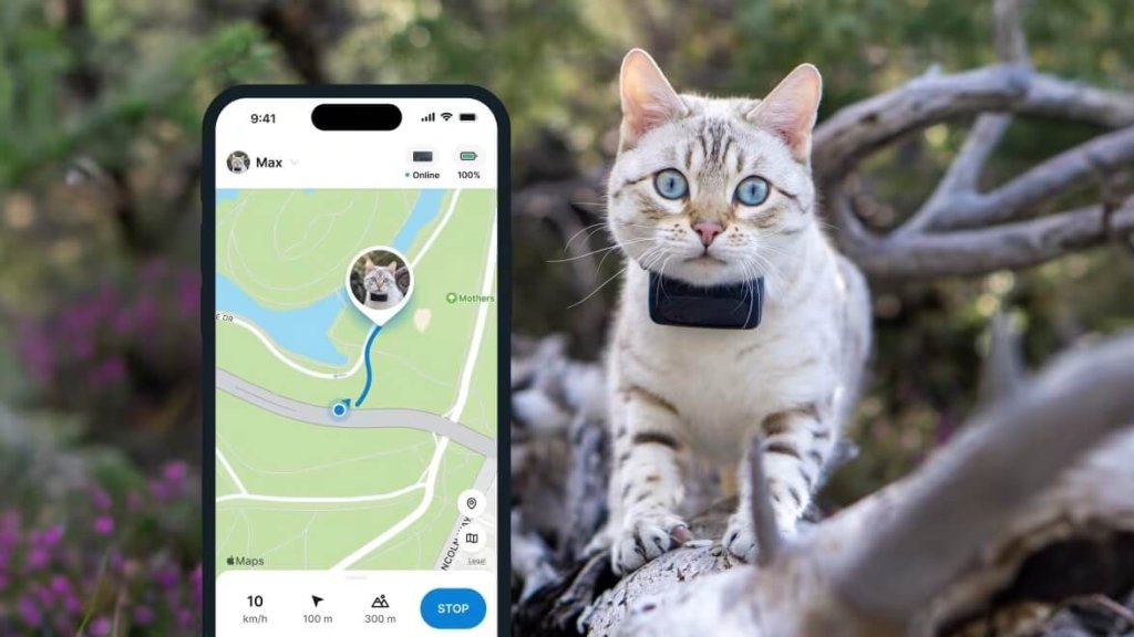 A cat wearing a Tractive GPS tracker