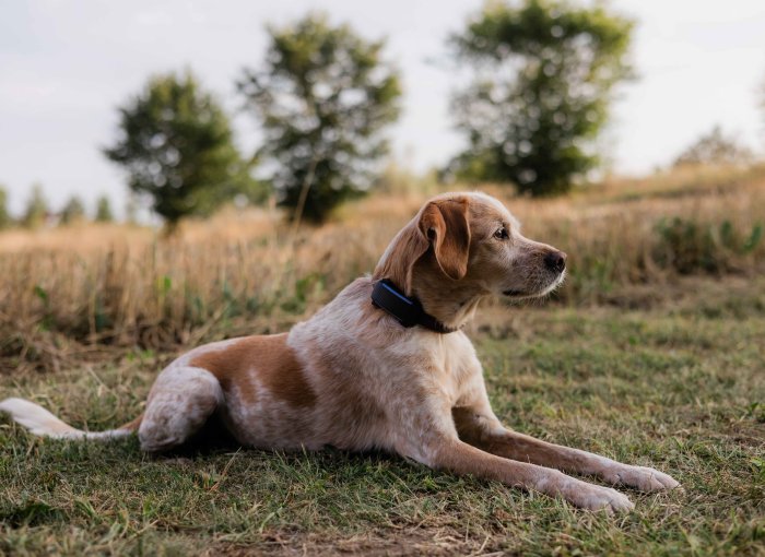 A dog lying on a field with Tractive DOG 6
