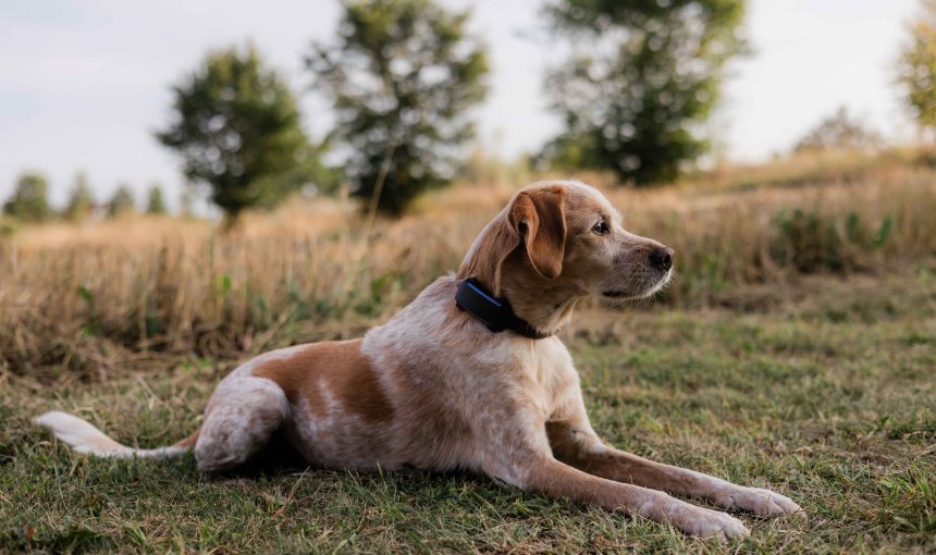 A dog lying on a field with Tractive DOG 6