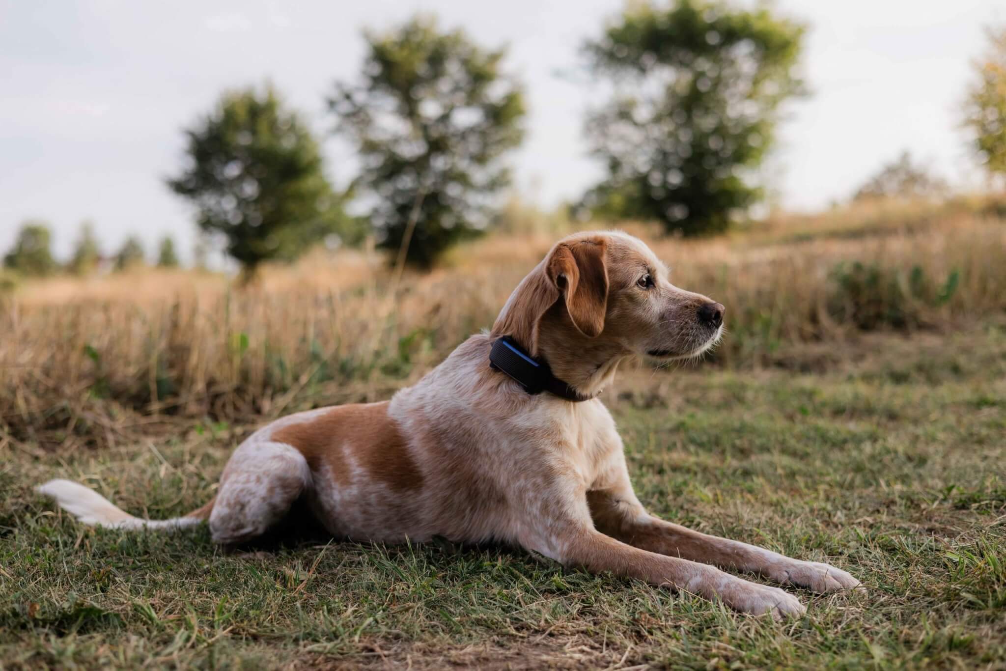 Dog lying on a field with Tractive DOG 6