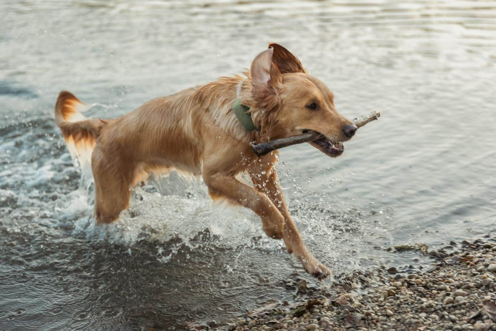 dog running out of water