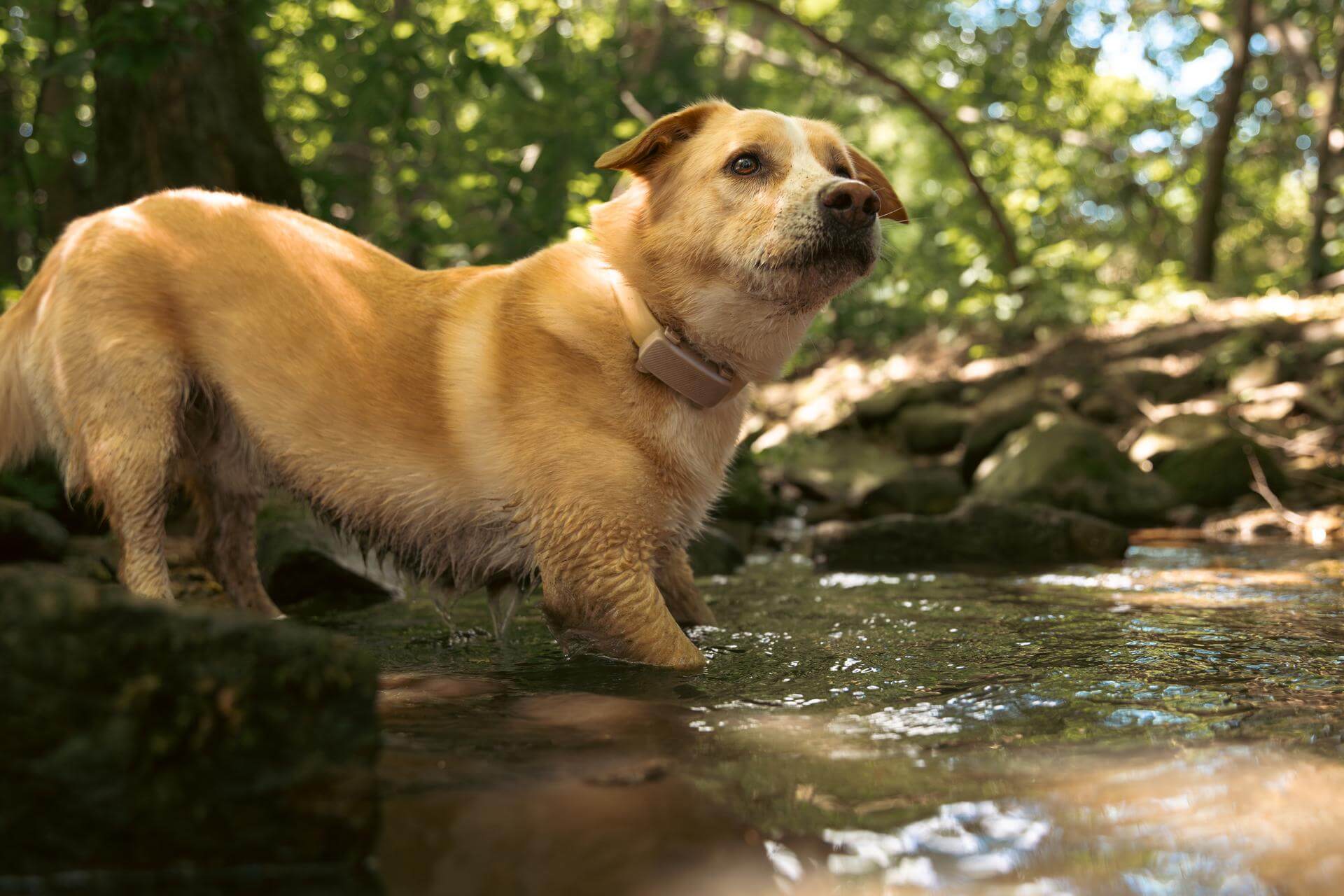 A dog wearing a Tractive device in the water