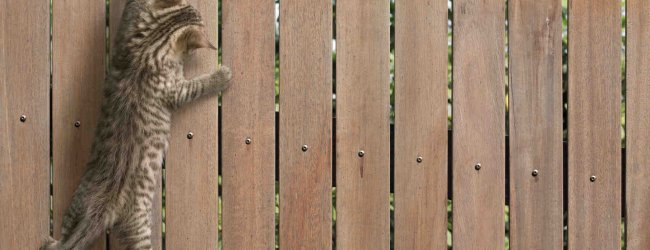 A cat trying to climb over a wooden fence