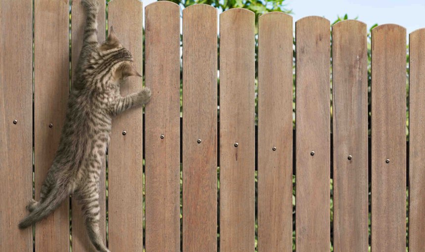 A cat trying to climb over a wooden fence