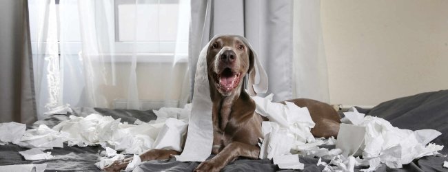 A dog sitting on a bed covered in shredded toilet paper