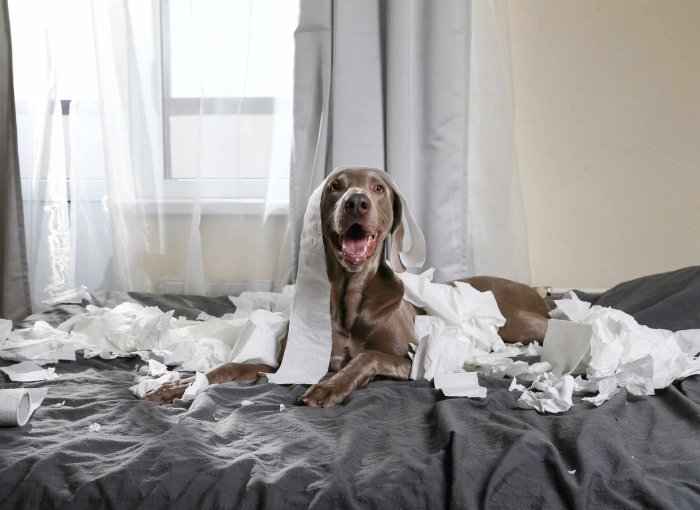 A dog sitting on a bed covered in shredded toilet paper