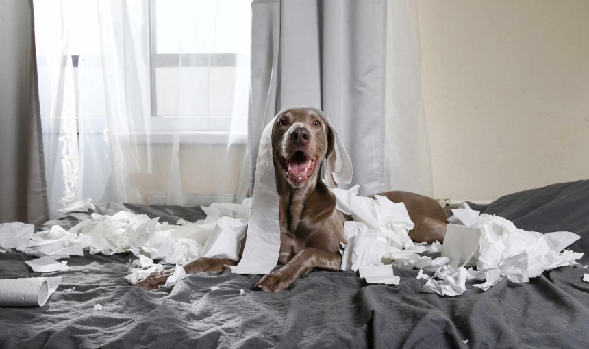 A dog sitting on a bed covered in shredded toilet paper