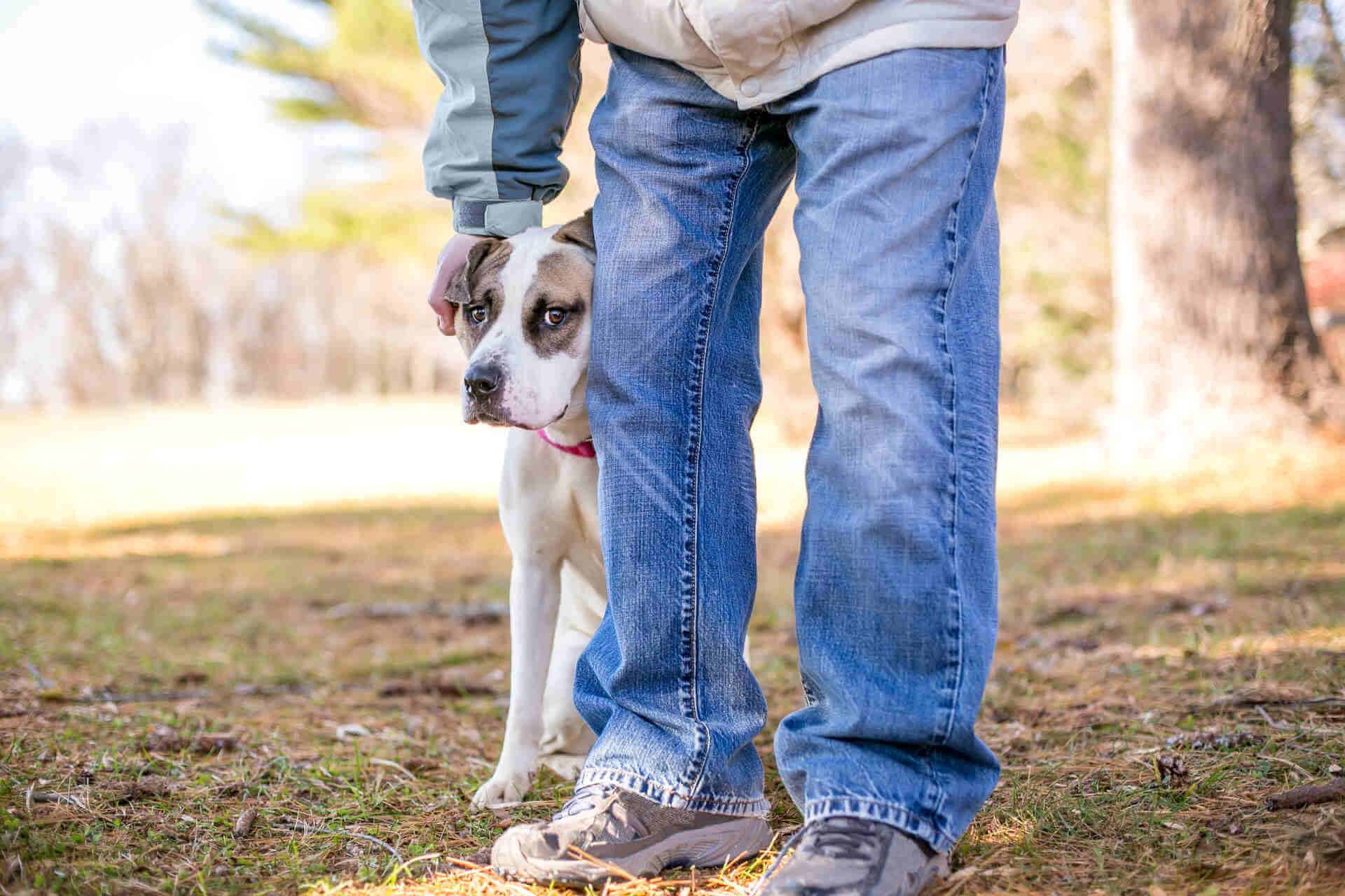 A scared dog cowering behind a man's leg