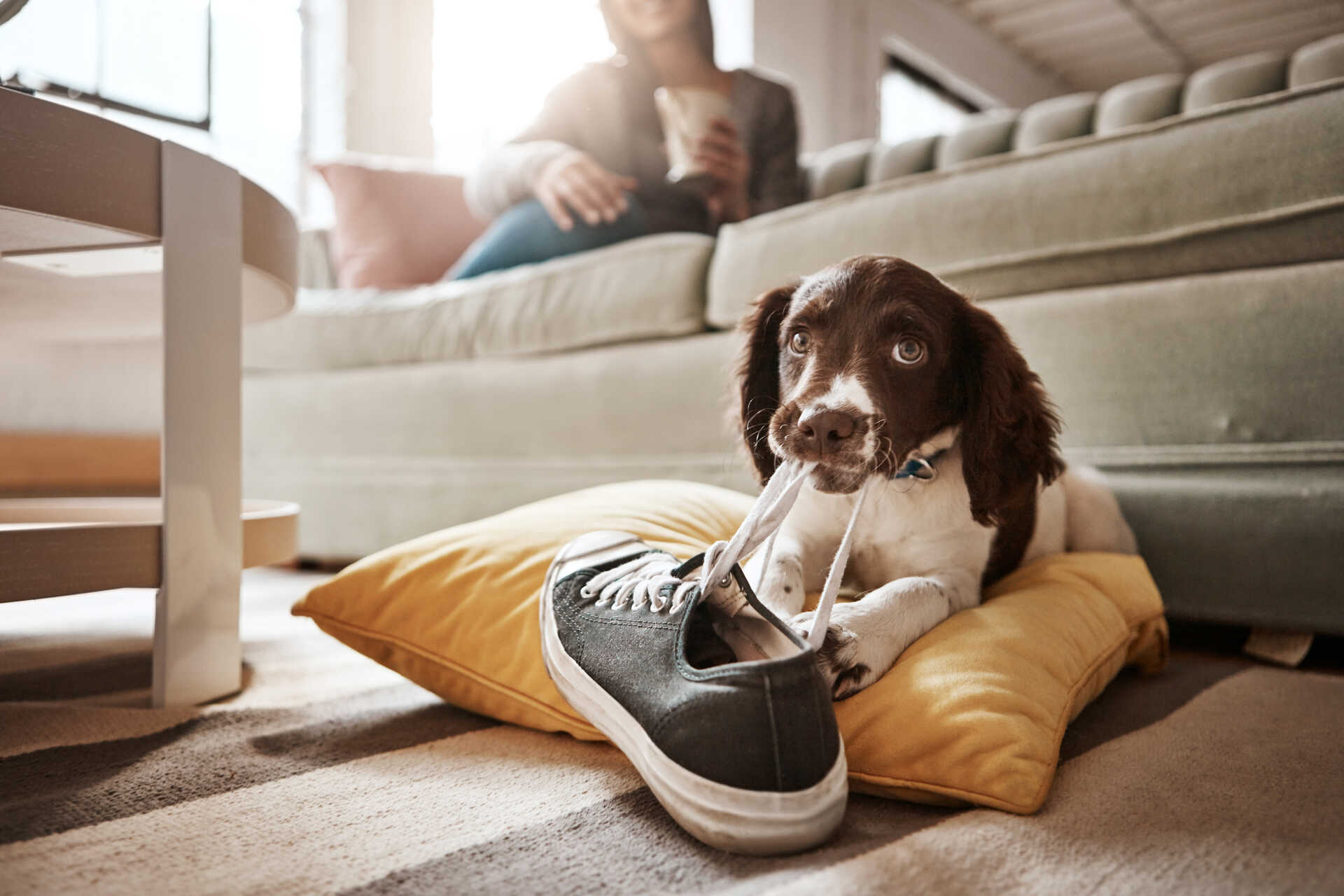 A puppy chewing on shoelaces