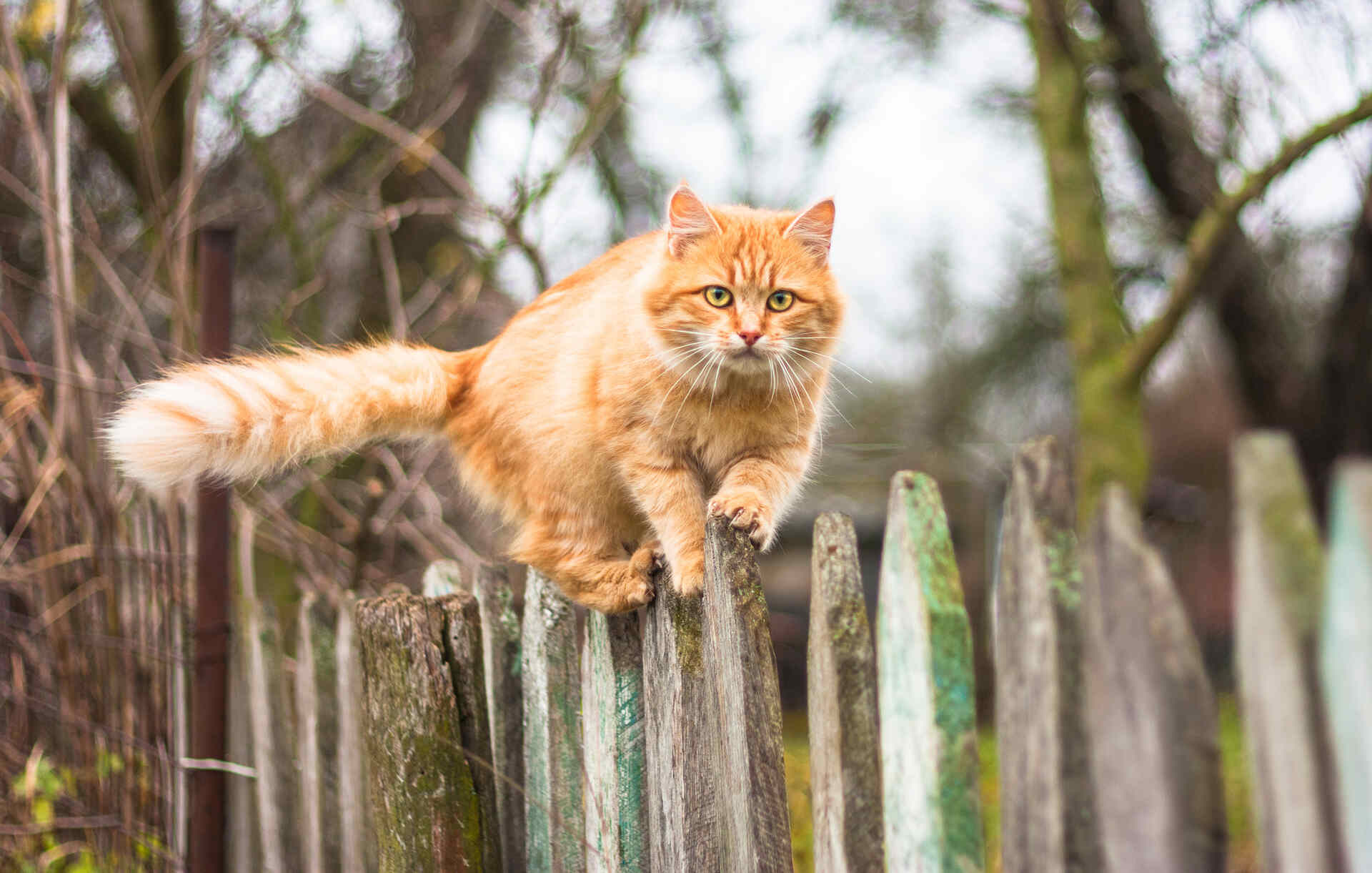 A cat balancing on a wooden fence