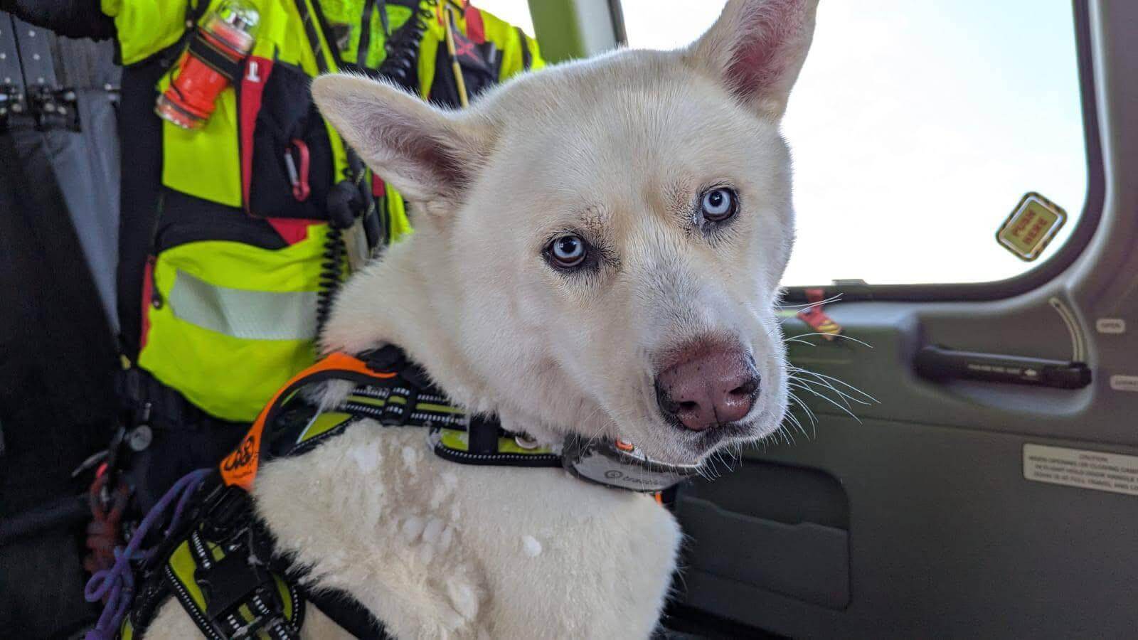 white Husky Akita mix dog in a helicopter