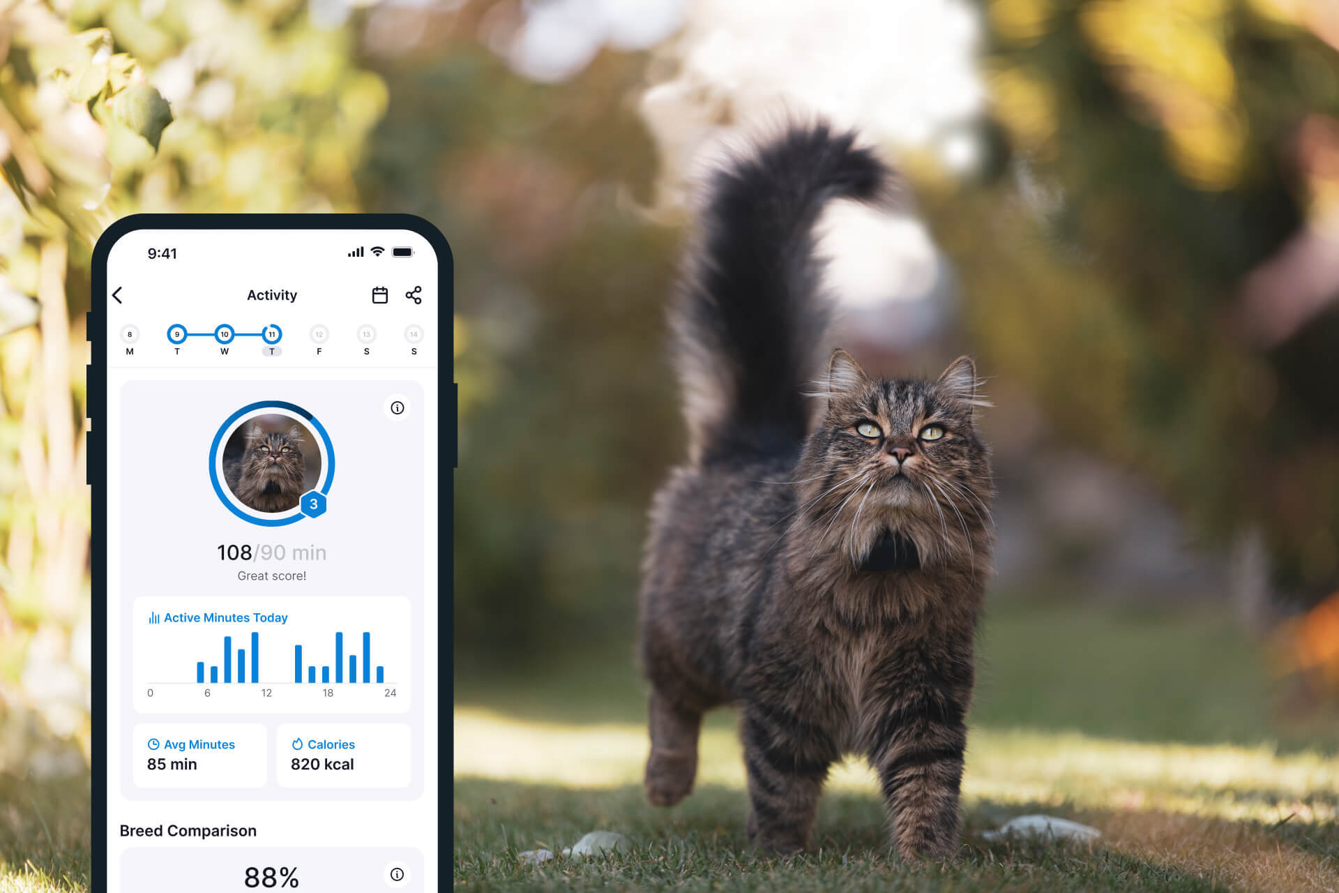 Langhaarige, getigerte Katze in der Wiese, daneben Tractive Activityscreen