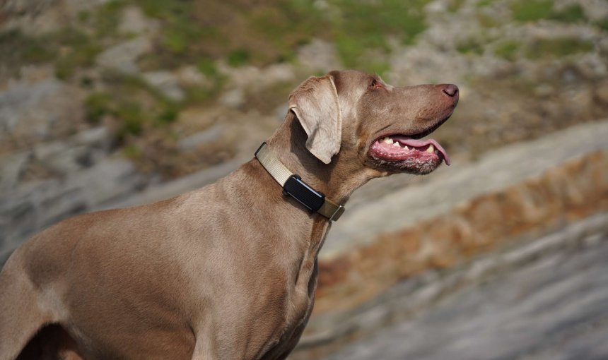 A dog wearing a Tractive tracker on its collar