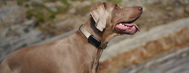 A dog wearing a Tractive tracker on its collar