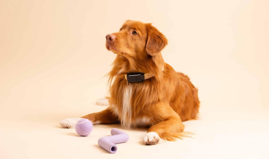 brown dog sitting on a yellow backsplash wearing a tractive dog GPS health and fitness tracker