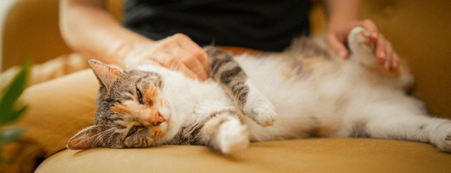 Eine entspannte Katze wird auf einem beigen Sofa gestreichelt
