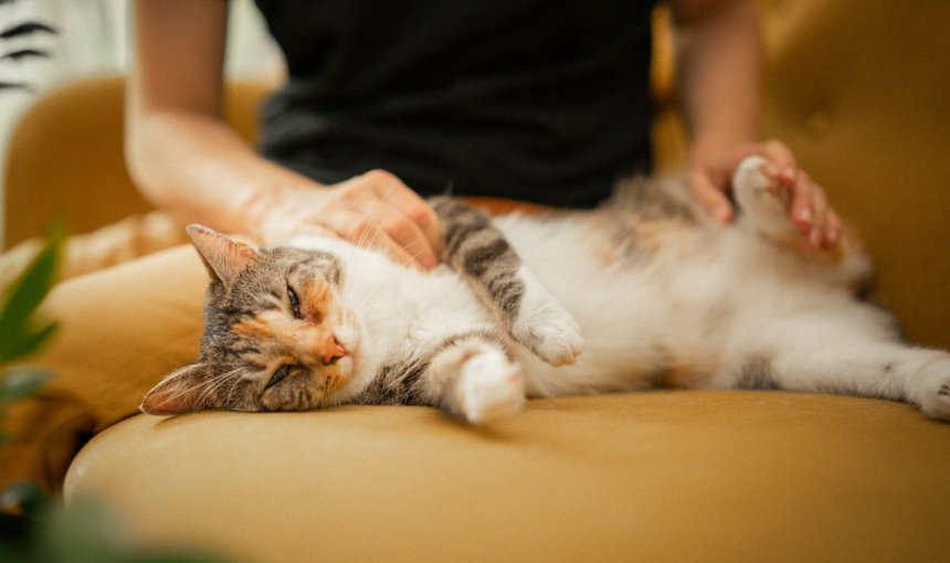 Eine entspannte Katze wird auf einem beigen Sofa gestreichelt