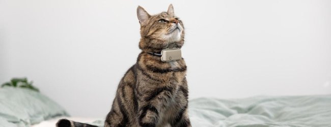 A cat wearing a Tractive GPS & Health tracker