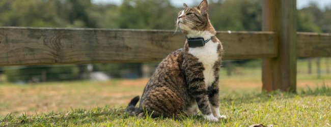 A cat wearing a Tractive GPS tracker