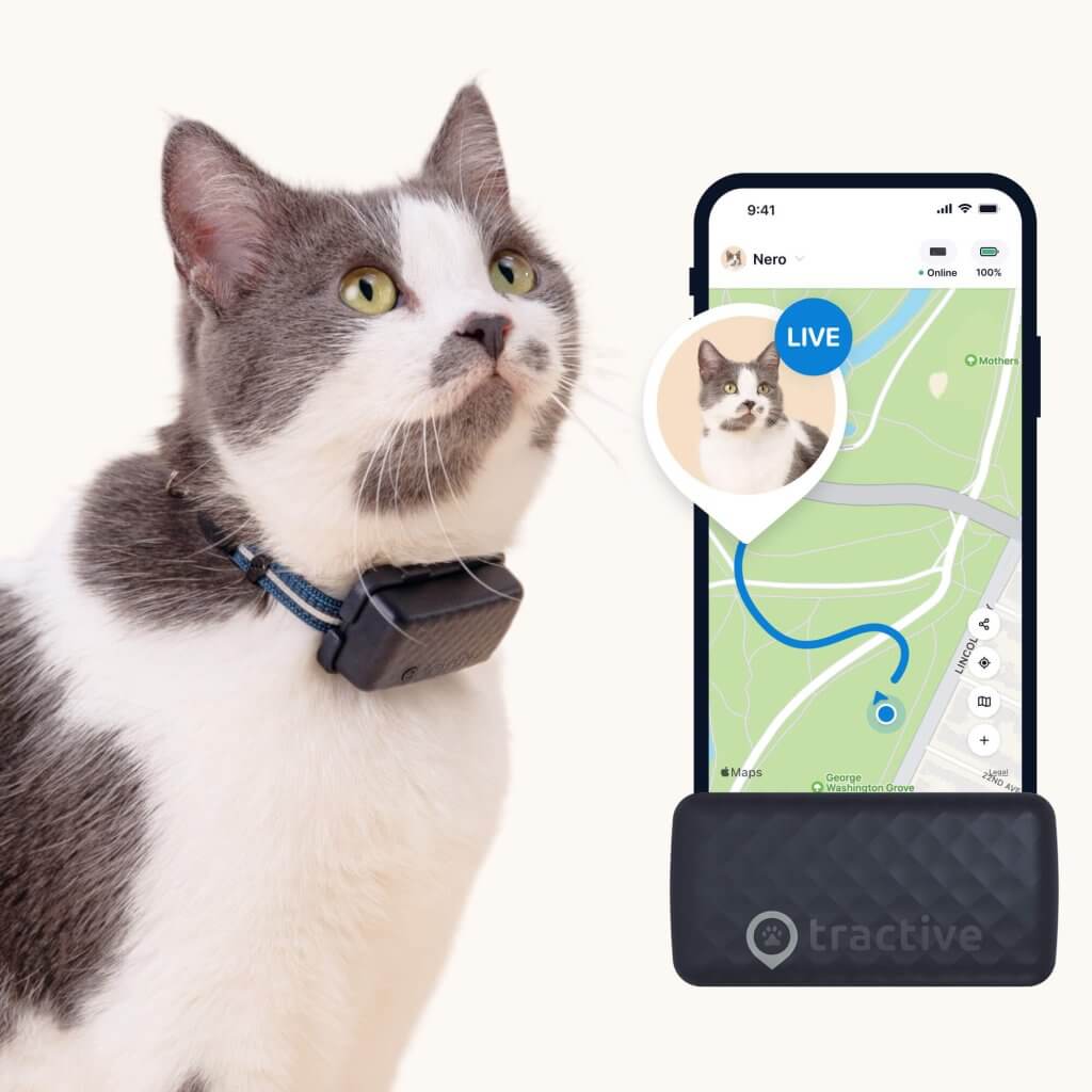 cat wearing tractive gps cat tracker collar, app screenshot showcasing live tracking for cats