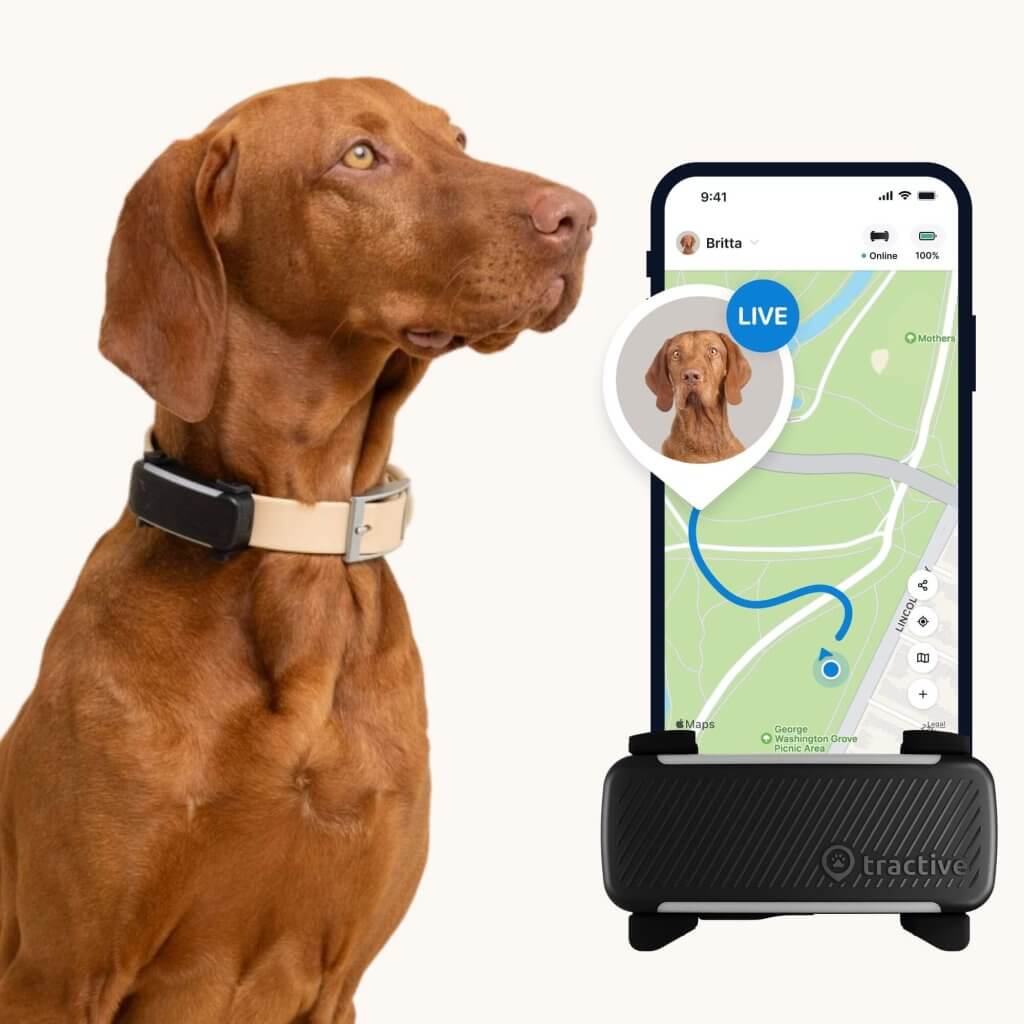 brown dog wearing Tractive GPS dog tracker collar, app screenshot showing live tracking for dogs