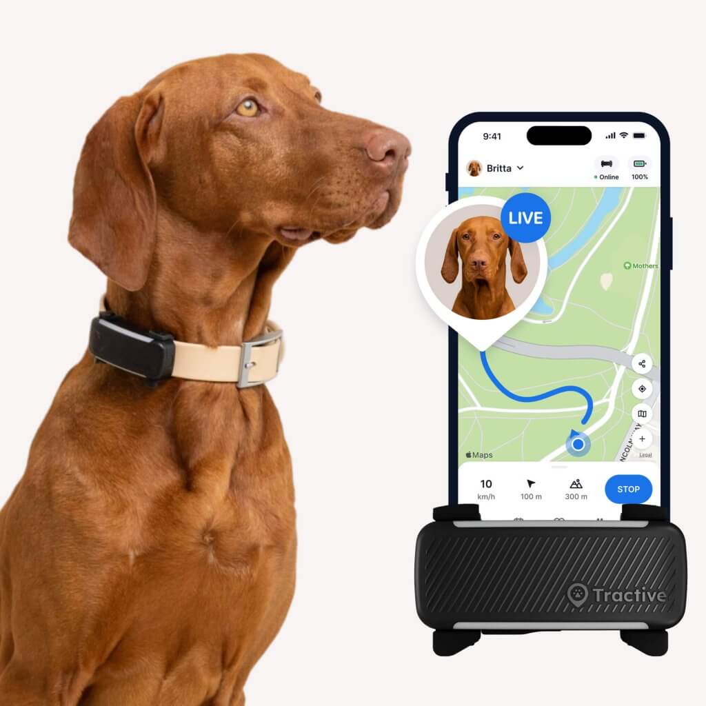 Ruskea koira GPS-pantaa käyttäen näytetään älypuhelimen vieressä. Puhelimen näytöllä näkyy kartta, jossa on LIVE-seurantatoiminto, joka korostaa koiran sijaintia. Kartta näytetään laitteessa, jonka alaosassa näkyy merkki "Tractive".