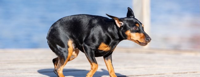 Schwarz-brauner Hund panisch auf einem Steg