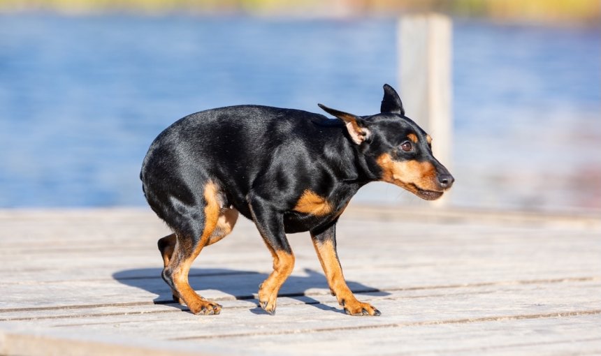 Schwarz-brauner Hund panisch auf einem Steg