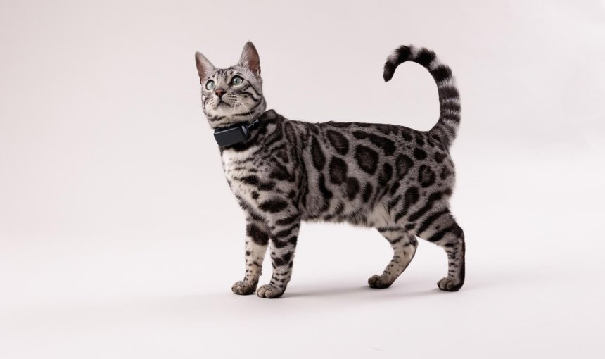 Bengalkatze trägt GPS-Tracker