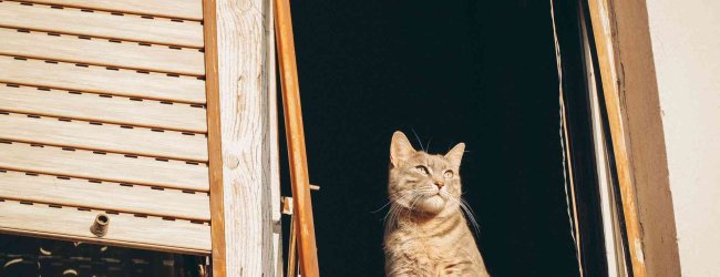 A cat sitting at an open window