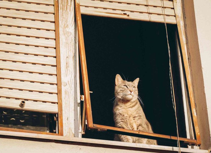 A cat sitting at an open window