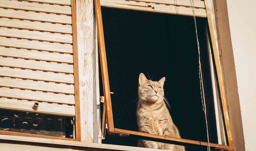 A cat sitting at an open window