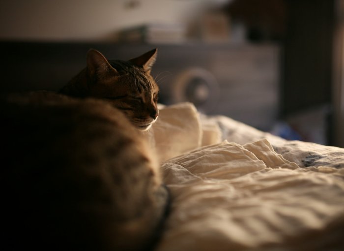View of 7 Reasons You've Got A Cat Meowing at Night - Tractive