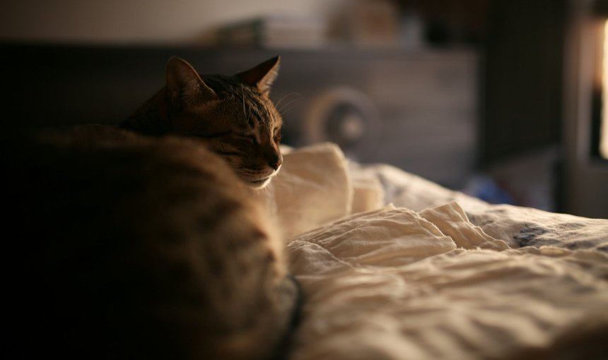 cat in bed at night
