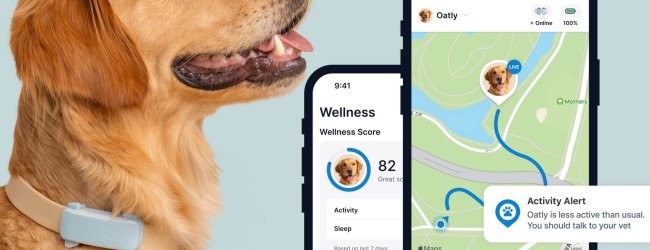 golden retriever dog wearing a blue tractive GPS and fitness tracker for dogs with app screens