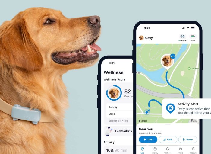 golden retriever dog wearing a blue tractive GPS and fitness tracker for dogs with app screens