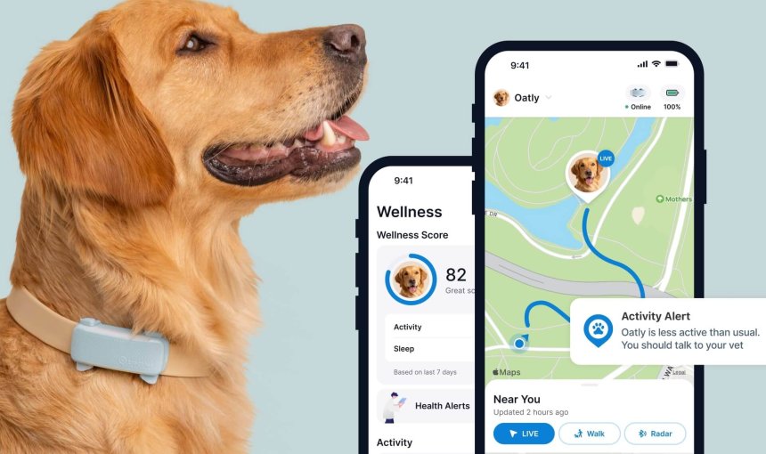 golden retriever dog wearing a blue tractive GPS and fitness tracker for dogs with app screens